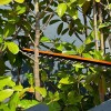 WORX WG263E 20Volt 4.0Ah. Li-ion Tek Akülü 57CM Profesyonel Çit Budama WORX WG263E 20Volt 4.0Ah. Li-ion Tek Akülü 57CM Profesyonel Çit Budama